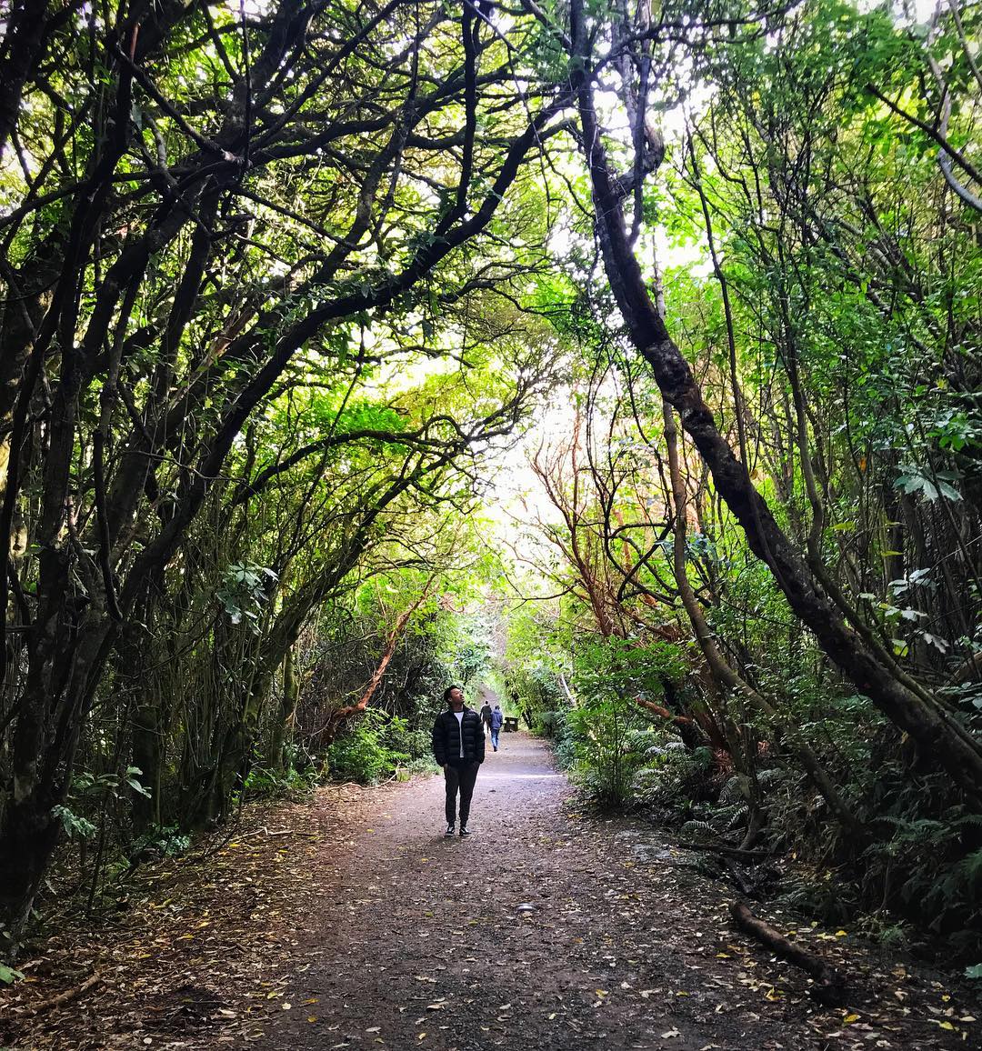 Photo by Andy | Sydney • Travel • Training in Zealandia Te Māra a Tāne Ecosanctuary